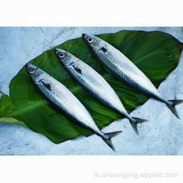 แช่แข็ง BQF Pacific Mackerel ขนาด 100-200g 200-300g 10kg